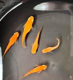 Medaka var. Y-31Yang Guifei, Dieren en Toebehoren, Vissen | Aquariumvissen, Overige typen, Zoetwatervis