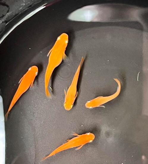 Medaka var. Y-31Yang Guifei, Dieren en Toebehoren, Vissen | Aquariumvissen, Zoetwatervis, Overige typen