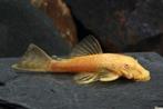 2 albino algeneters te koop, Dieren en Toebehoren, Vissen | Aquariumvissen