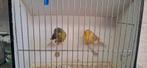 Vogels, Dieren en Toebehoren, Meerdere dieren