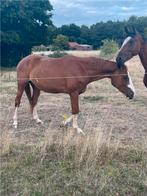 Jeune jument sauteuse, Jument