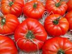 Tomatenplanten, Tuin en Terras, Planten | Tuinplanten, Ophalen, Volle zon, Groenteplanten, Eenjarig