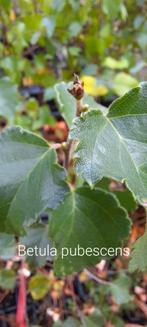 Betula pubescens, Enlèvement