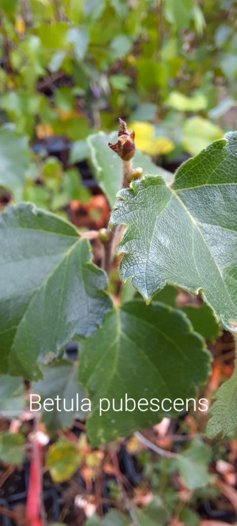 Betula pubescens, Tuin en Terras, Planten | Bomen, Ophalen