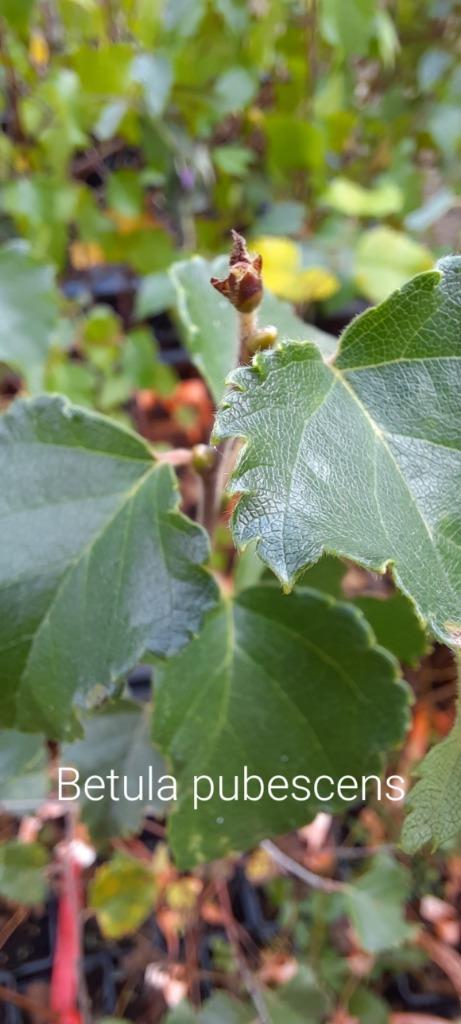 Betula pubescens, Jardin & Terrasse, Plantes | Arbres, Enlèvement