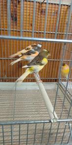 Canaris harlekijn 2025 Luik, Dieren en Toebehoren, Ophalen