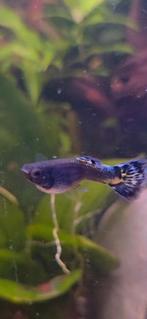 Mooi gekleurde guppies, Dieren en Toebehoren, Vis, Zoetwatervis