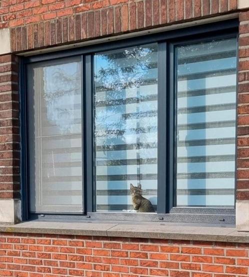 4x Pvc ramen met electrische rolluiken en vliegenraam, Doe-het-zelf en Bouw, Raamkozijnen en Schuifdeuren, Gebruikt, Ophalen
