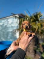 Prachtige dwergteckel pups, Dieren en Toebehoren, Honden | Teckels en Dashonden, België, CDV (hondenziekte), 8 tot 15 weken, Korthaar