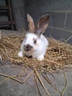 Jonge lotharinger voedster, Dieren en Toebehoren, Konijnen, Vrouwelijk, Groot, 0 tot 2 jaar