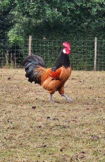 Jonge Vorwerk kippen, Plusieurs animaux, Poule ou poulet