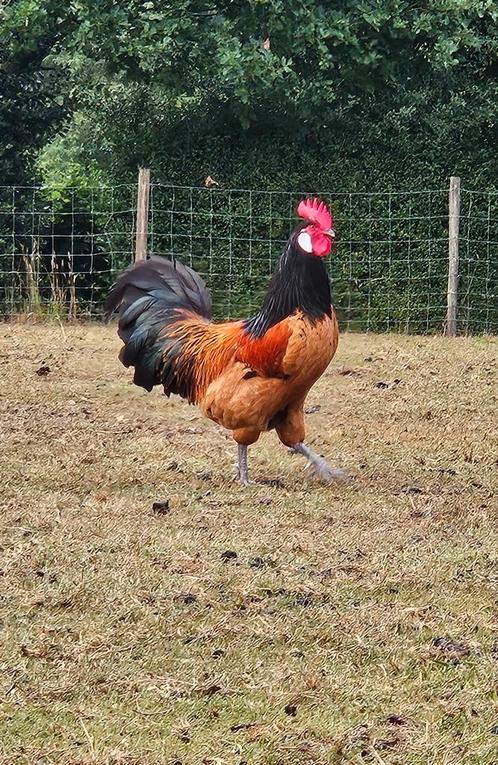 Jonge Vorwerk kippen, Dieren en Toebehoren, Pluimvee, Kip, Meerdere dieren