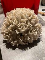 Wit Koraal, Ophalen, Zo goed als nieuw