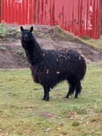 Alpaca hengst 4 jaar oud, Dieren en Toebehoren, April, Mannelijk