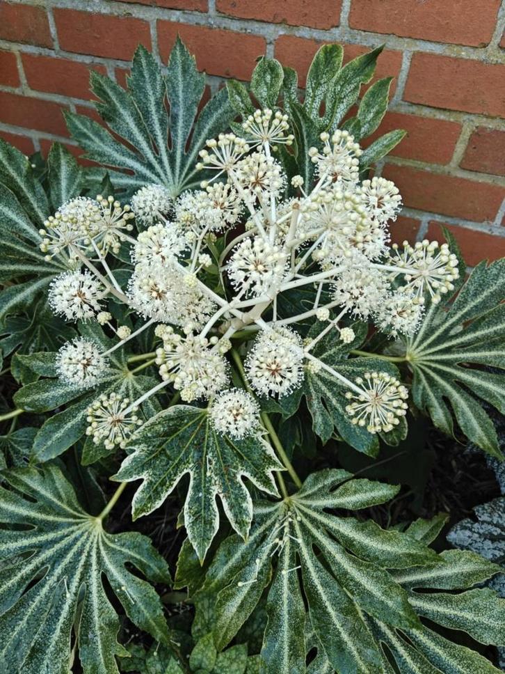 Fatsia japonica 'Spider's Web' - Finger Plant, Jardin & Terrasse, Plantes | Jardin, Plante fixe, Autres espèces, Mi-ombre, Automne