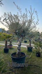 ‼️olijfbomen olea europaea aan promoprijzen ‼️, Tuin en Terras, Ophalen