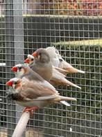 zebravinken, Dieren en Toebehoren, Vogels | Parkieten en Papegaaien