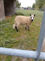 Kerry hill ram, Dieren en Toebehoren