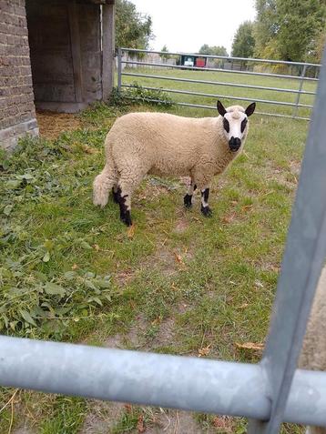 Kerry hill ram