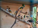 Gouldamadine Gouldamadines, Dieren en Toebehoren