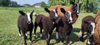 Zwartbles lammeren te koop, Dieren en Toebehoren, Meerdere dieren, Schaap, 0 tot 2 jaar