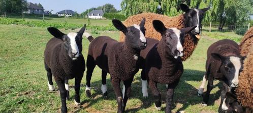 Zwartbles lammeren te koop, Dieren en Toebehoren, Schapen, Geiten en Varkens, Schaap, Meerdere dieren, 0 tot 2 jaar