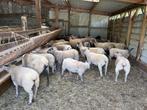 Agnelles et agneaux à vendre, Animaux & Accessoires, Moutons, Chèvres & Cochons, Femelle, Mouton, 0 à 2 ans