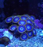 Zoanthus Bleu Hornets koraal zeeaquarium