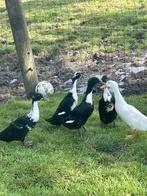 Op zoek naar zwarte, wit-zwarte loopeenden, Dieren en Toebehoren, Pluimvee