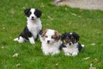 Border Collie pups te koop, CDV (hondenziekte), Meerdere, 8 tot 15 weken, Meerdere dieren