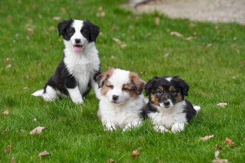 Border Collie pups te koop, Dieren en Toebehoren, Honden | Herdershonden en Veedrijvers, Meerdere dieren, Collie, Fokker | Professioneel