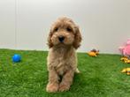 Cockapoo pups, België, 8 tot 15 weken, CDV (hondenziekte), Meerdere