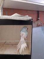 Blauwe witstaart halsband, Dieren en Toebehoren