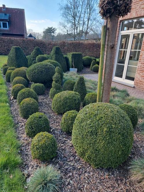 350+ buxus struiken, ook te koop in kleinere aantallen, Tuin en Terras, Planten | Struiken en Hagen, Buxus, Ophalen