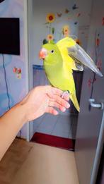 Groene ring neck parakeet, Dieren en Toebehoren