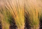 Molinia caerulea 'heidebraut', Ophalen, Vaste plant, Siergrassen, Halfschaduw