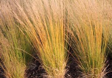 Molinia caerulea 'heidebraut' beschikbaar voor biedingen
