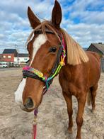 Jeune jument de sport, Enlèvement