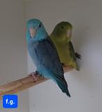 Forpussen, Plusieurs animaux, Perruche, Bagué