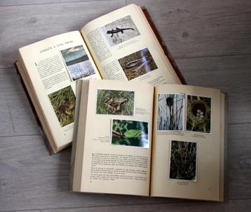 2x Faunaflor Congo chromos Tintin royaume animaux et plantes beschikbaar voor biedingen