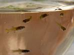 Guppy, Dieren en Toebehoren