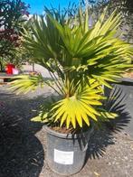 Palmboom Chamaerops Humilis 'Siciliana', Ophalen