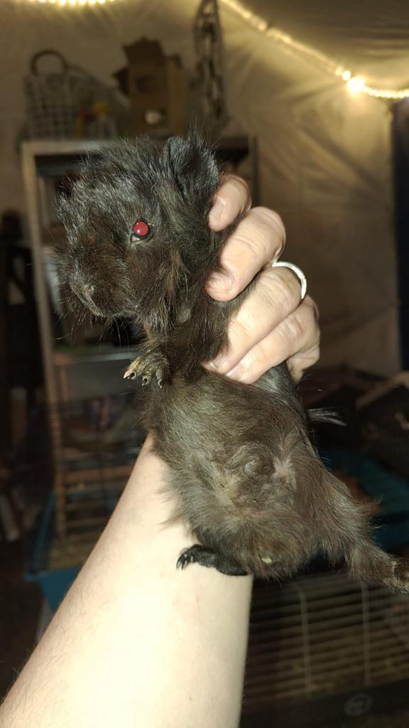 Zwart borstel beertje, Dieren en Toebehoren, Knaagdieren, Mannelijk, Cavia, December, Tam