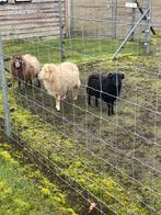 Ouessant schaapjes, Plusieurs animaux, 0 à 2 ans