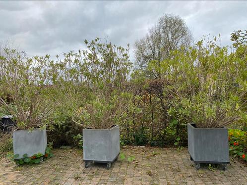 20 jaar oude oleanders in pot., Tuin en Terras, Planten | Bomen, Winter, In pot, Ophalen