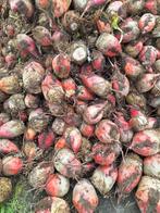 Handgerooide voederbieten rialto, Zakelijke goederen, Landbouw | Veevoer, Ophalen