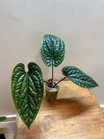 Anthurium Radicans x Luxurians, Enlèvement ou Envoi