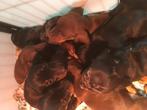 Dwerg teckel pups met stamboom, Meerdere, 8 tot 15 weken, Meerdere dieren, België