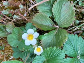 Fragaria viridis, heuvelaardbei, groene aardbei p9 beschikbaar voor biedingen