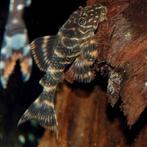 L104 pleco